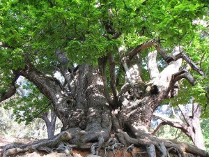 Chestnut-Tree old