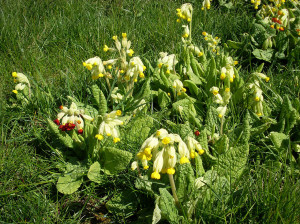 1280px-Primula_veris_10