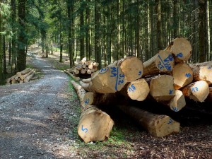 800px-Weißenhorn_-_Fichtenstämme