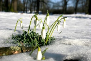 Frühlingserwachen