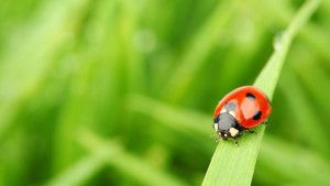 ladybug on grass green on background