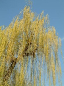 Salix_alba_Tristis2